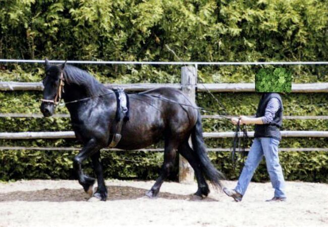 Fahren vom Boden - Intensiv-Wochenende🐎 15.05-17.05.2026, Ausbildung /Kurs 15.05.-17.05.2026, Nancy Riesch, Courses & Seminars, Werneuchen