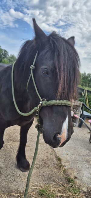 Reit-Knotenhalfter mit Zügeln, Sabrina , Bridles & Headstalls, Rostock