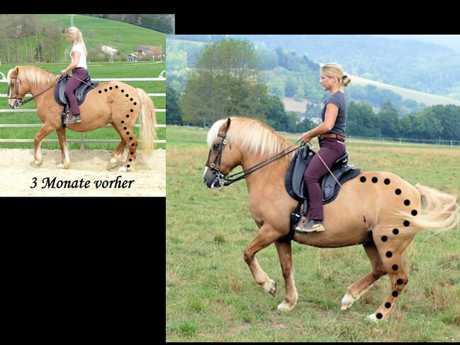 Reitkunst, Barockreiten, Bodenarbeit, Reitlehrer, Reitlehrerin, Kerstin Heyn - Feine Reitkunst (Sprint GmbH - Feine Reitkunst), Riding Lessons, Freiburg, Image 12