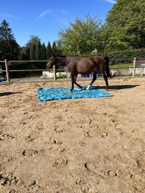 Rheinländer Stute Anfängergeeignet springen, Jenny , Horses For Sale, Ruppichteroth, Image 11