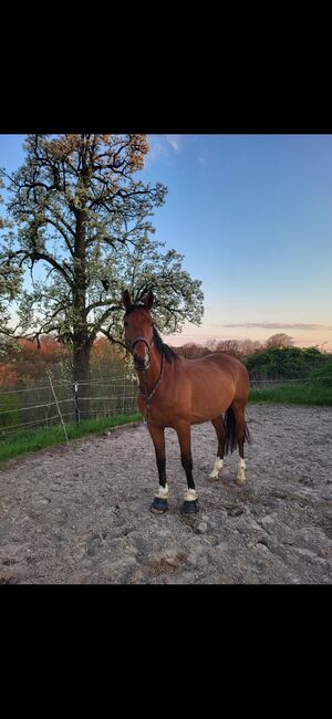 Reitbeteiligung für neugierigen Wallach gesucht(Pferd sucht Reiter), Julia, Horse Sharing, Leverkusen 