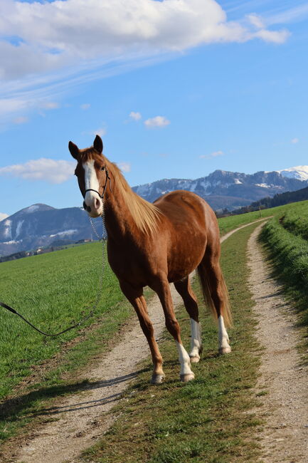 Reitponystute von Körsieger, Brit Fanta , Horses For Sale, Eggmayr, Image 4