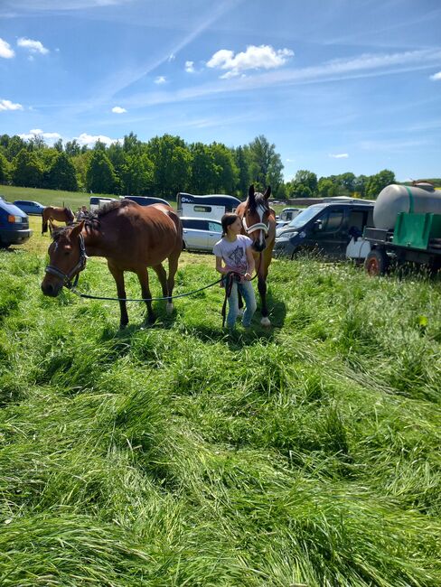 Reitpony/ Freizeitpferd *siebenjährig, 1,46m*, Laura , Horses For Sale, Lossatal , Image 2