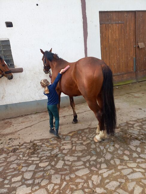 Reitpony/ Freizeitpferd *siebenjährig, 1,46m*, Laura , Horses For Sale, Lossatal , Image 4