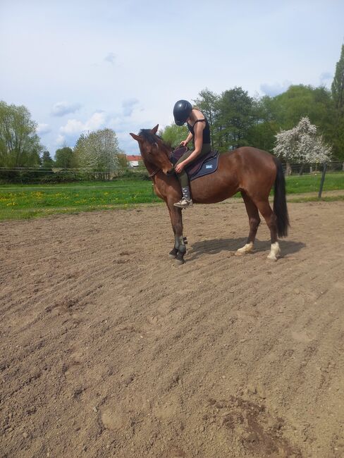 Reitpony/ Freizeitpferd *siebenjährig, 1,46m*, Laura , Horses For Sale, Lossatal , Image 5