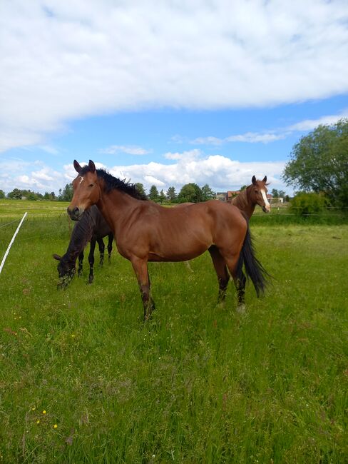 Reitpony/ Freizeitpferd *siebenjährig, 1,46m*, Laura , Horses For Sale, Lossatal 