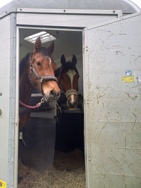Reitpony/ Freizeitpferd *siebenjährig, 1,46m*, Laura , Horses For Sale, Lossatal , Image 7