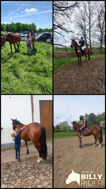 Reitpony/ Freizeitpferd *siebenjährig, 1,46m*, Laura , Horses For Sale, Lossatal , Image 11