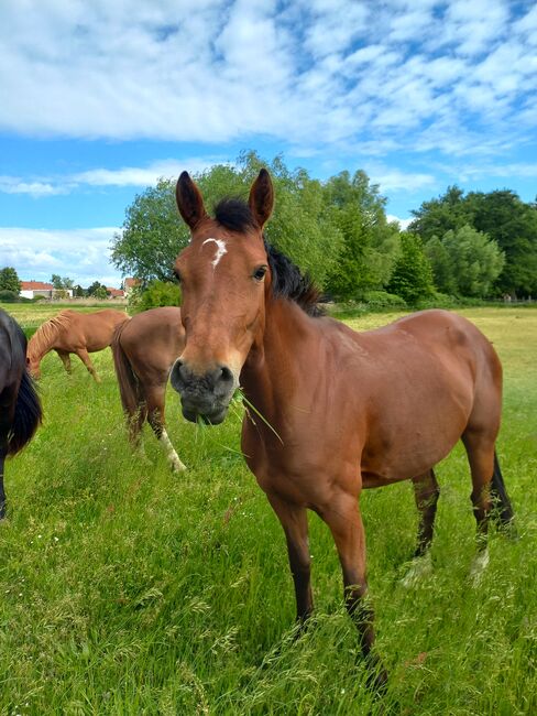 Reitpony/ Freizeitpferd *siebenjährig, 1,46m*, Laura , Horses For Sale, Lossatal , Image 9