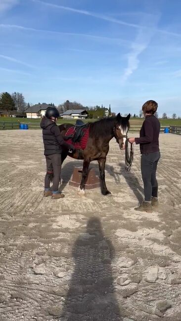 Reitpony Welsh Pony Kinderpony, Karina Fischer, Horses For Sale, DROBOLLACH , Image 4