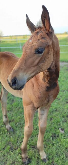 Jährling Stute Bonds x Finest aus Prämienstute, Daniela, Horses For Sale, Oebisfelde, Image 4