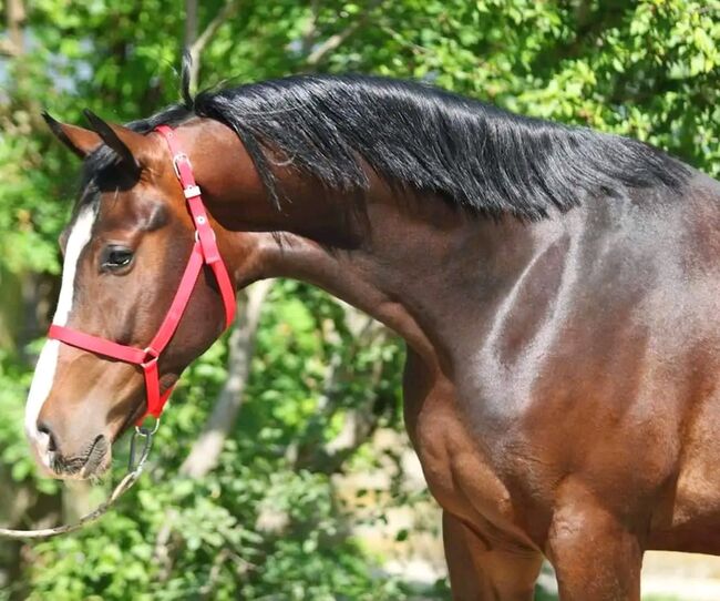 RINUS SPORT PFERD, Károly , Horses For Sale, Kecskemét , Image 3