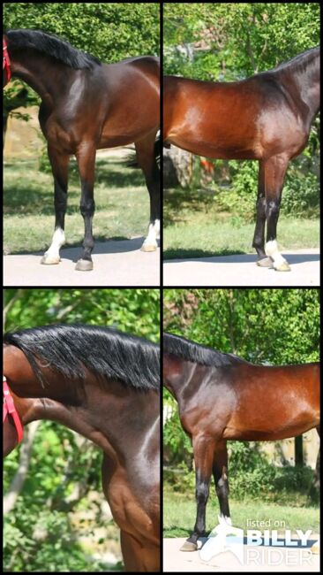 RINUS SPORT PFERD, Károly , Horses For Sale, Kecskemét , Image 5