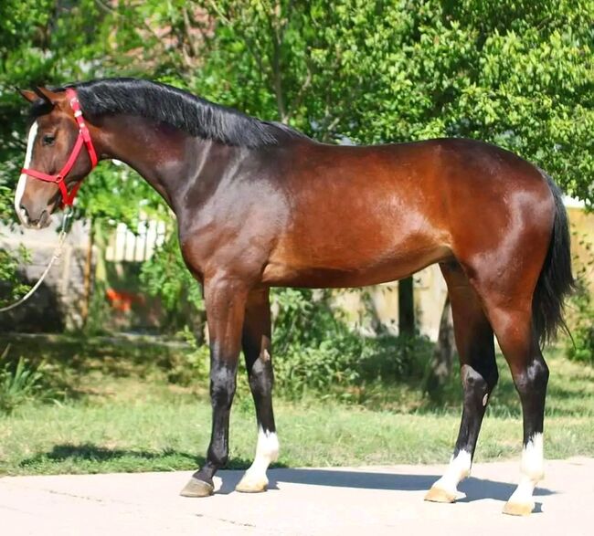 RINUS SPORT PFERD, Károly , Horses For Sale, Kecskemét , Image 2