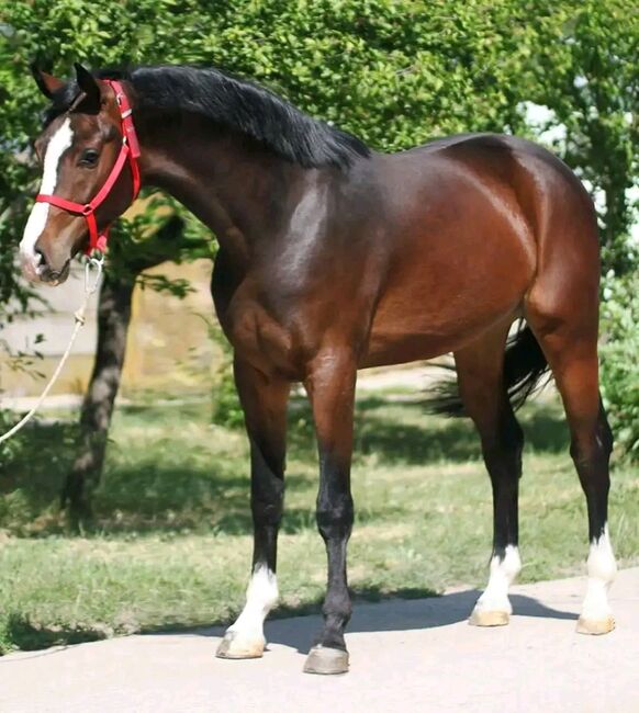 RINUS SPORT PFERD, Károly , Horses For Sale, Kecskemét 