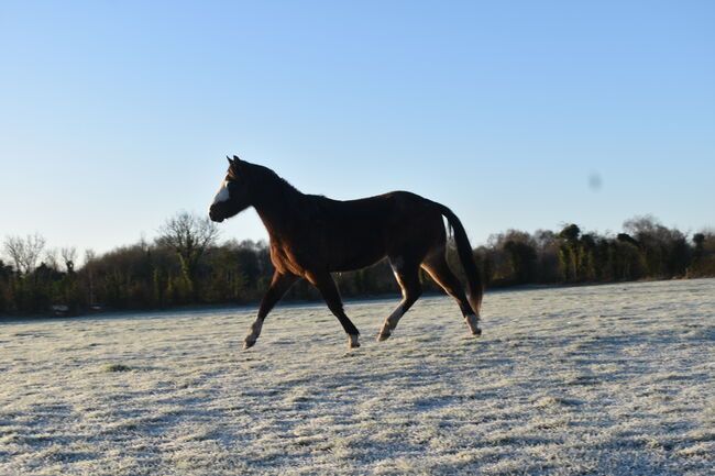 Rising 3yo gelding, Jade, Horses For Sale, Kildare 