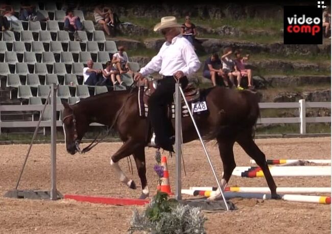 Rittige, bildhübsche Quarter Horse Stute, Kerstin Rehbehn (Pferdemarketing Ost), Pferd kaufen, Nienburg, Abbildung 3