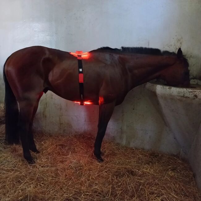 Terapia światłem RLT – Lumaflex Body Pro Plus na sprzedaż, Lumaflex Polska Lumaflex Essential Plus Horse, Lumaflex Polska, Horse Blankets, Sheets & Coolers, Poznań