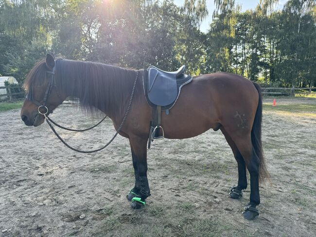 ROC Wanderreitsattel Dressur Inglish Mono E16 34, ROC Inglish Mono, Celina, Other Saddle, Gelenberg, Image 6