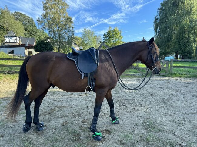 ROC Wanderreitsattel Dressur Inglish Mono E16 34, ROC Inglish Mono, Celina, Other Saddle, Gelenberg, Image 5