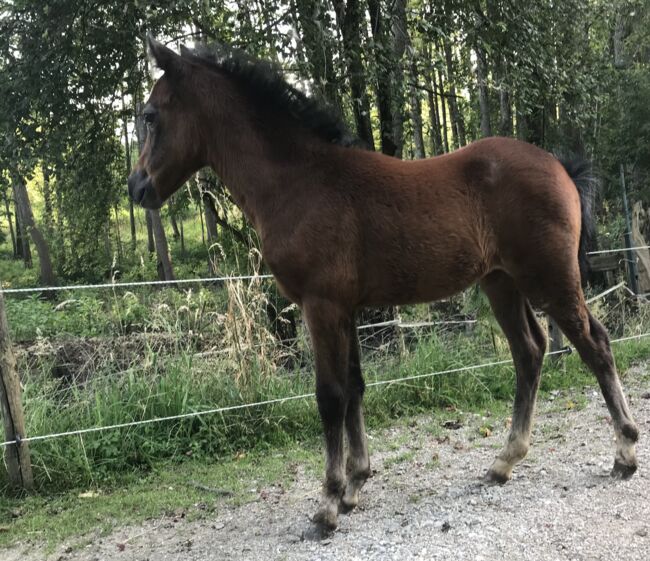 Jährling Welsh-A Stutfohlen mit bester Zuchtbstammung, Viola Frohwein, Konie na sprzedaż, Neubeuern, Image 2