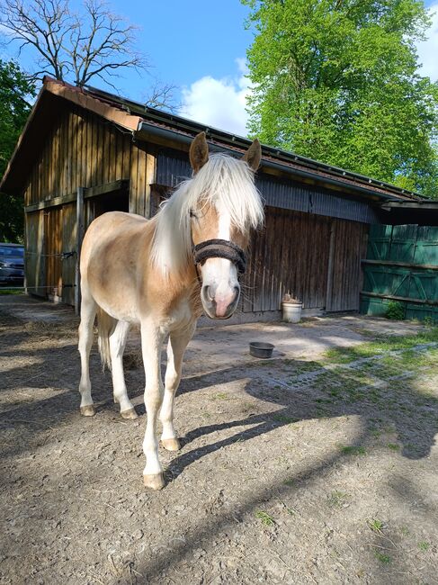 Hengstjährlinge, Tanja, Konie na sprzedaż, Großenkneten