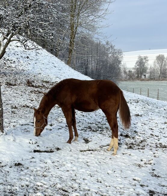 Quarter Horse Hengst Jährling, Kathi Hehenberger, Konie na sprzedaż, Oberndorf b. Schwanenstadt