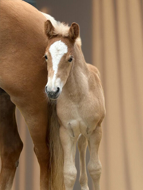 1Jähriger Haflinger Wallach, Elena Gosswiler, Konie na sprzedaż, Thusis, Image 4