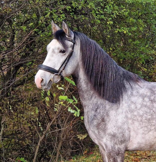 Rodrigó 😇, Fazekas Lajos, Horses For Sale, Hajdúszoboszló , Image 2