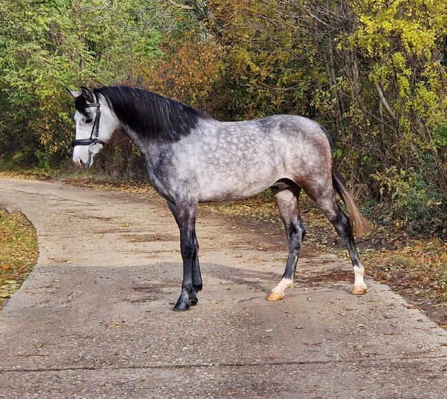 Rodrigó 😇, Fazekas Lajos, Horses For Sale, Hajdúszoboszló , Image 3