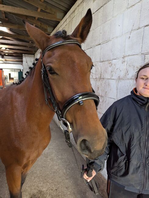 Familienpony für ambitionierte Reiter, Katharina Lehmann (Pferdevermittlung Leus), Konie na sprzedaż, Meldorf