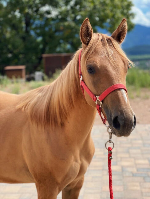 Red Dun Qh Stute - 3j mit toller Abstammung - unter Wert!, Amelie Liegl, Horses For Sale, Eppan, Image 6