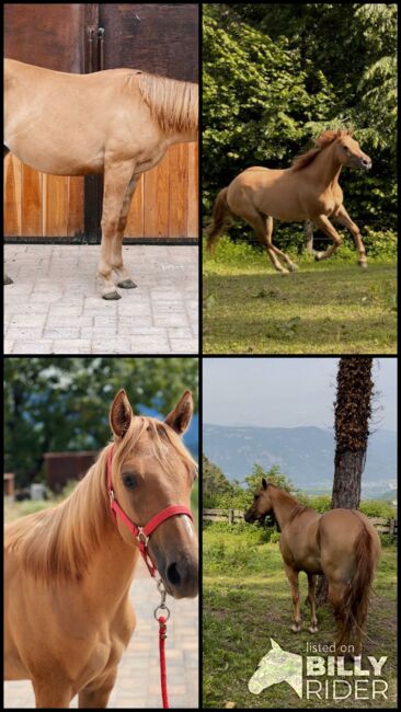 Red Dun Qh Stute - 3j mit toller Abstammung - unter Wert!, Amelie Liegl, Horses For Sale, Eppan, Image 8