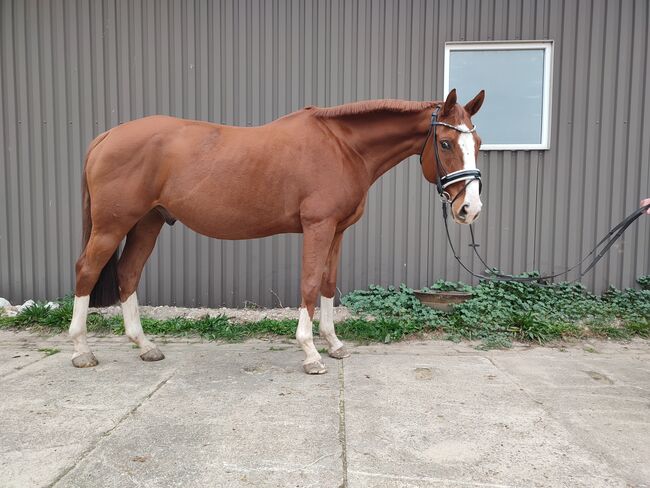 Fuchs/ Deutsches Sportpferd/ Wallach, Maddii, Horses For Sale, Oetzen, Image 3