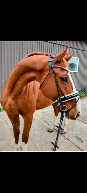 Fuchs/ Deutsches Sportpferd/ Wallach, Maddii, Horses For Sale, Oetzen