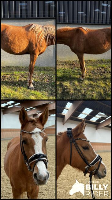 Red dun farbene, typvolle Reitpony Stute, Kerstin Rehbehn (Pferdemarketing Ost), Horses For Sale, Nienburg, Image 8