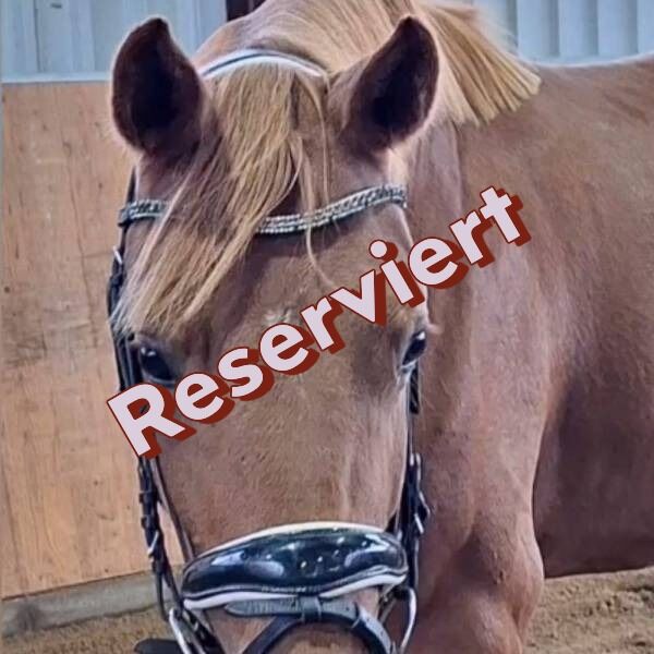 Rohdiamant in der Dressur oder Zucht, Katharina Lehmann (Pferdevermittlung Leus), Pferd kaufen, Wolfsburg