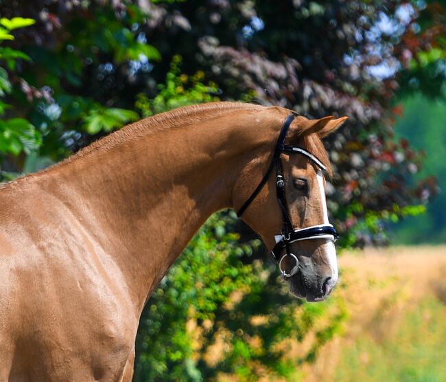 Rolex, 2017, Bercog Pferde, Horses For Sale, -