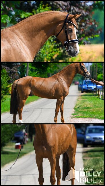 Rolex, 2017, Bercog Pferde, Konie na sprzedaż, -, Image 4