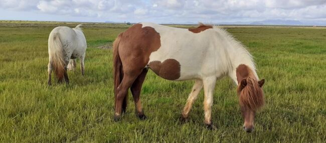 Spasspferd zum selbst ausbilden - letzter Tag Aktionspreis, Islandpferde-aus-Island, Horses For Sale, Südisland
