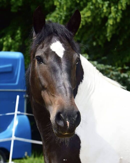 Ronja Tinker-Warmblut sucht Seelenpartner*in, Valentina Lintneer, Konie na sprzedaż, Steyr, Image 3