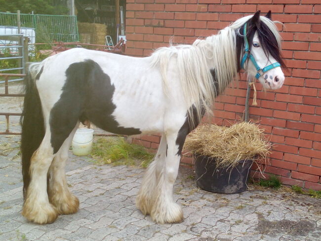 Rohdiamant - der liebste und schönste Minitinker überhaupt, Familie, Horses For Sale, Rahden, Image 6