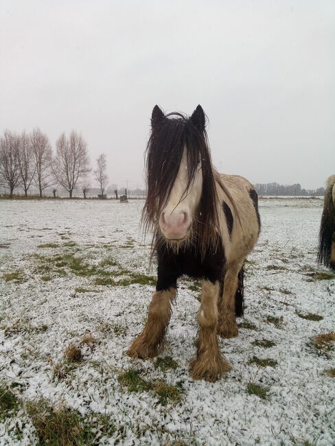 Rohdiamant - der liebste und schönste Minitinker überhaupt, Familie, Horses For Sale, Rahden, Image 5