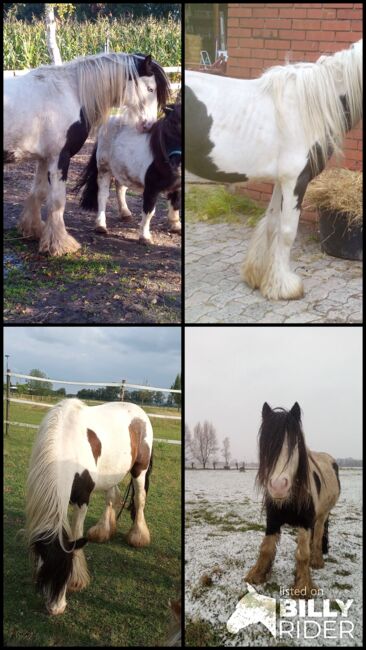 Rohdiamant - der liebste und schönste Minitinker überhaupt, Familie, Horses For Sale, Rahden, Image 11