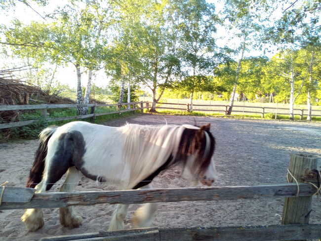 Rohdiamant - der liebste und schönste Minitinker überhaupt, Familie, Horses For Sale, Rahden, Image 10