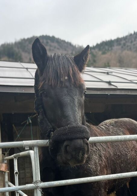 Rohdiamant zum selbst ausbilden, Itzlinger Michaela, Horses For Sale, Freilassing