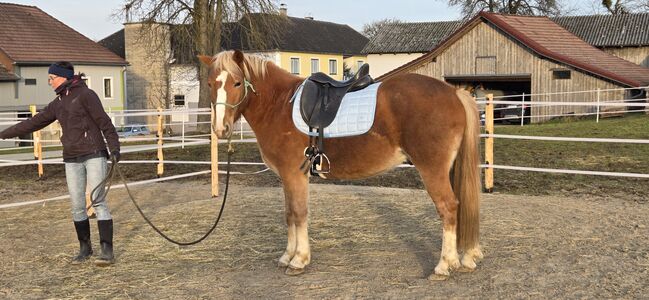 Rohdiamant sucht Lebendsplatz, Isa, Horses For Sale, Amstetten 