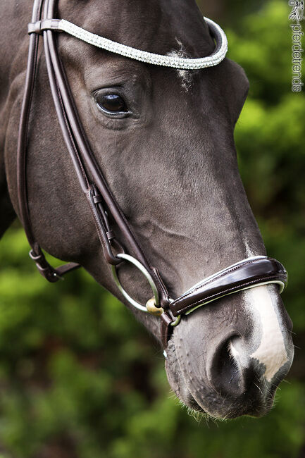 Rundgenähte Trense, Premiera Novara, Isi, Bridles & Headstalls, Mecklenburg Vorpommern 