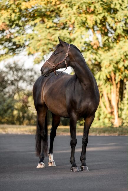 „Roxxy Royal“ charmante Stute sucht ihren Herzensmenschen, Yeguada Wiesca (Angelika Willms) (Yeguada Wiesca), Horses For Sale, Ruppichteroth 