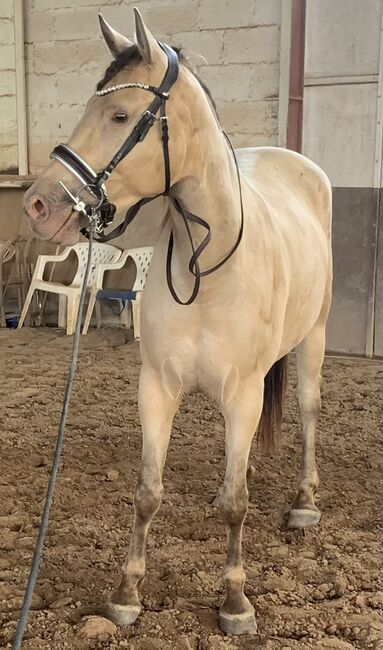 Royal Belgien Palomino Stute 5J. Quater/Araber, Sandra Horchler, Horses For Sale, Hirschhorn, Image 3